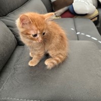 Lost Pet Image