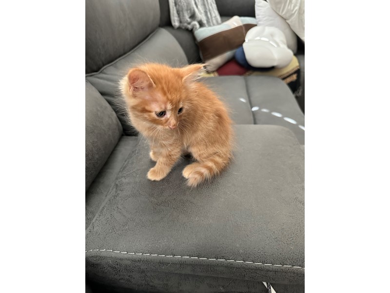 Pet Photo