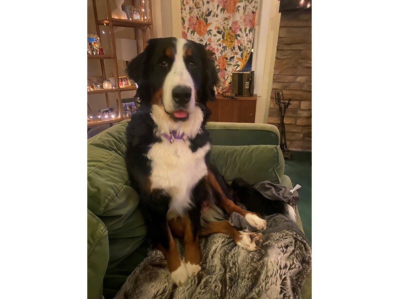 Pet Photo