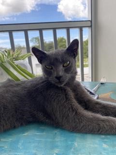 Pet Photo