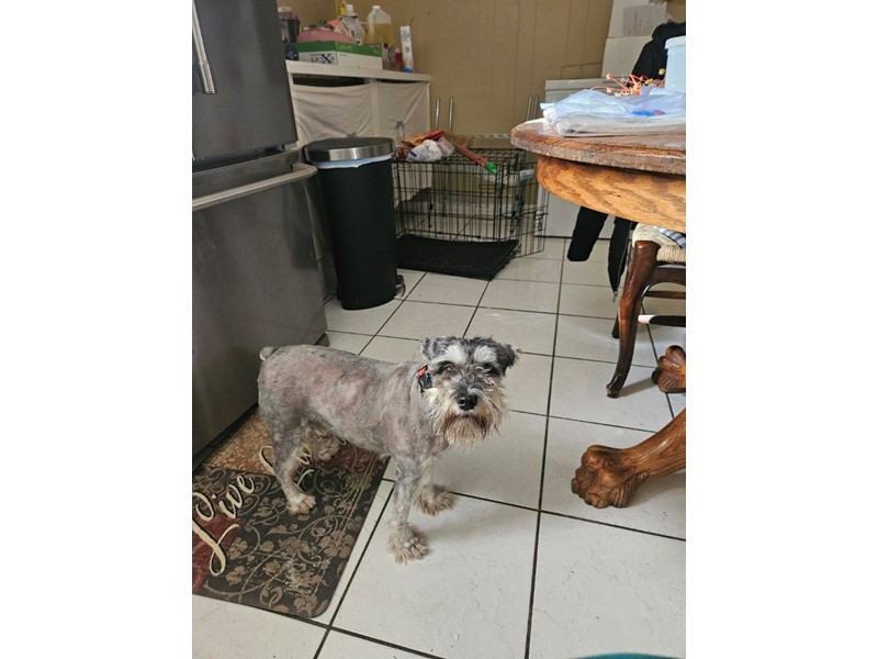 Pet Photo