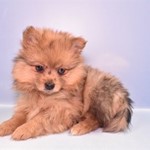 Milly, Pomeranian, lost pet near Northampton, PA