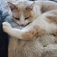Lost Pet Image