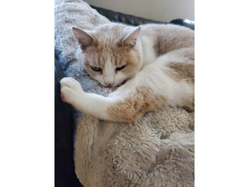 Pet Photo