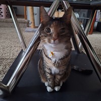 Lost Pet Image