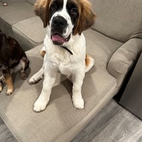 Lost Pet Image