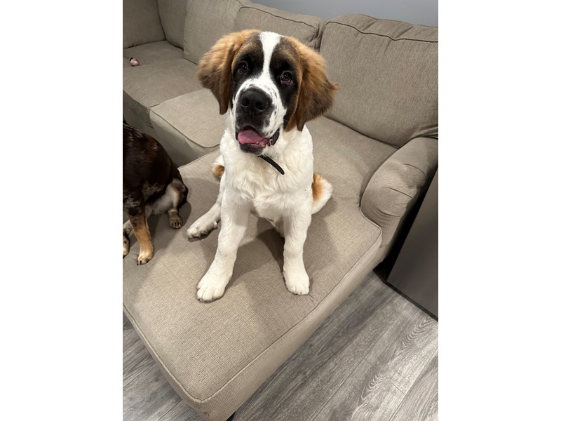 Pet Photo