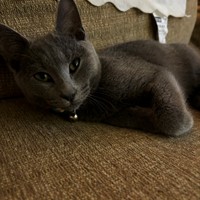 Lost Pet Image