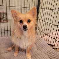 Lost Pet Image