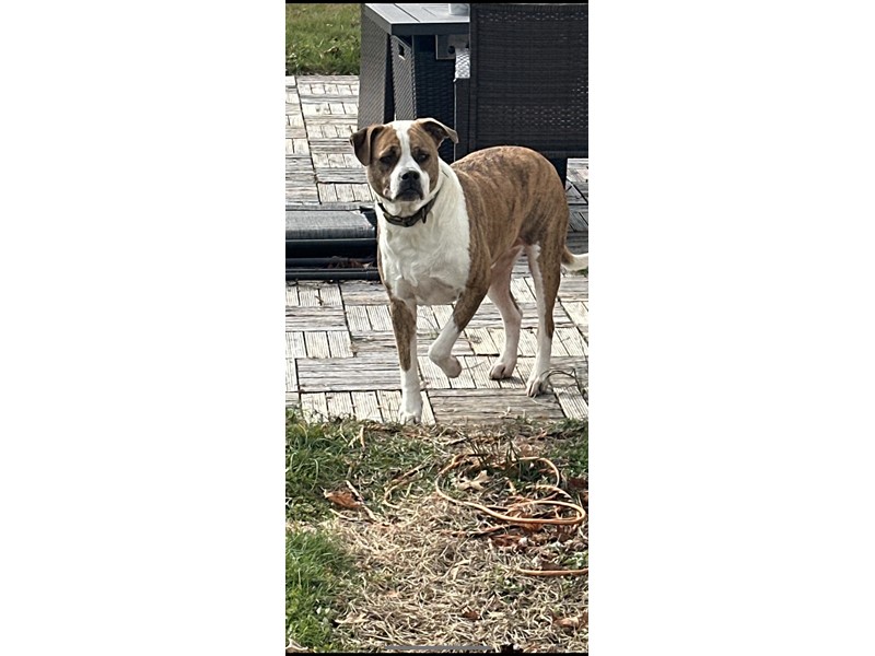 Pet Photo