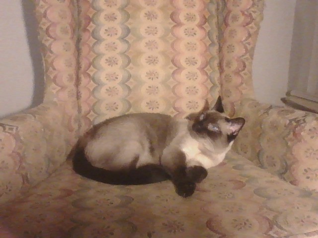 Pet Photo