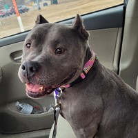 Lost Pet Image