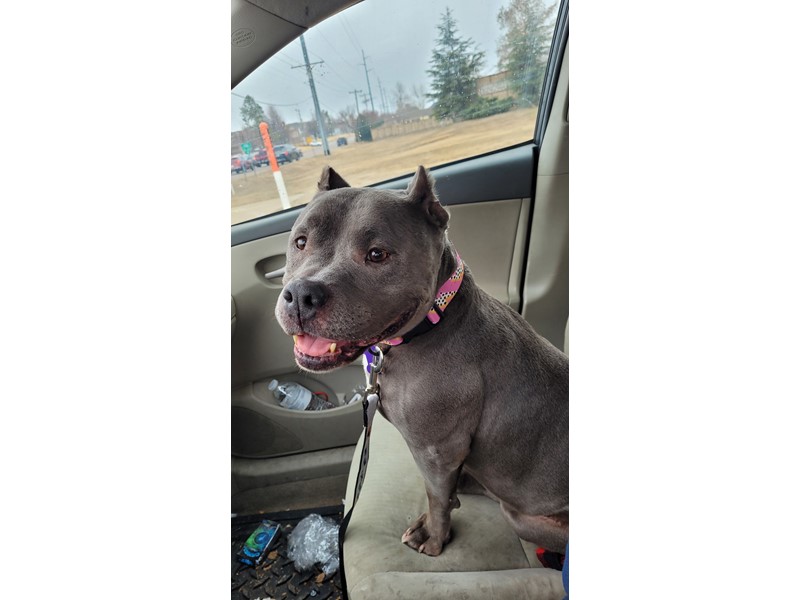Pet Photo