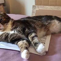 Lost Pet Image