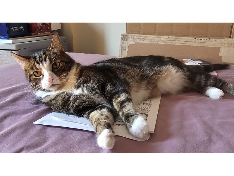 Pet Photo