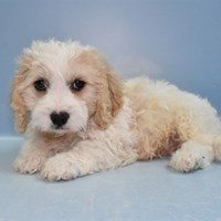 Lost Pet Image