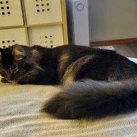Lost Pet Image
