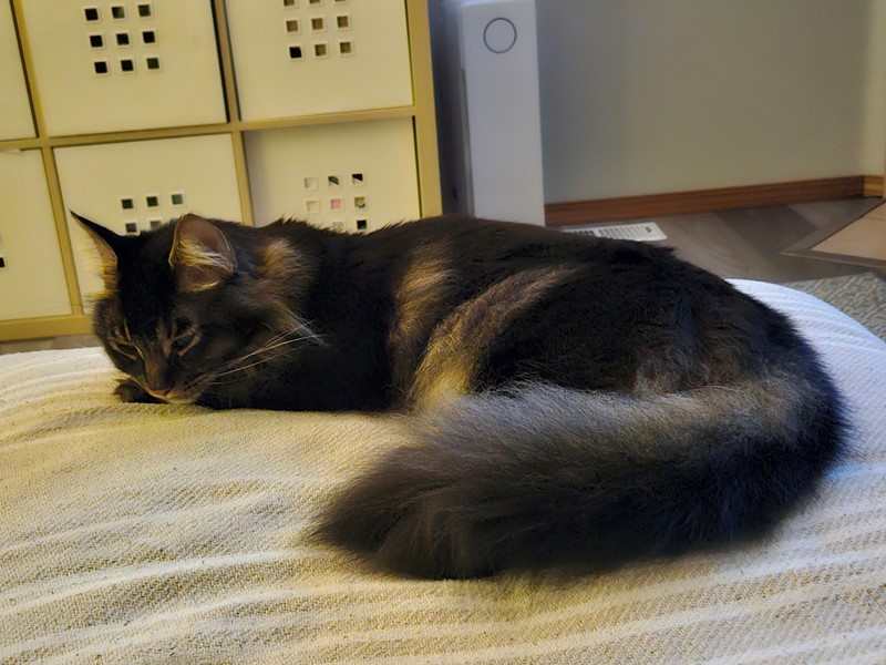 Pet Photo