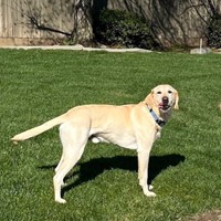 Lost Pet Image