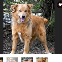 Lost Pet Image