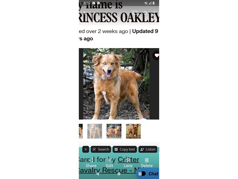 Pet Photo