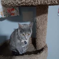 Lost Pet Image