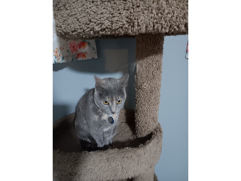 Pet Photo