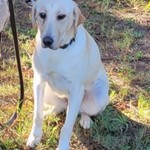 Quin, Labrador Retriever, lost pet near Jackson Springs, NC