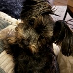 Jake, Miniature Schnauzer/Yorkshire Terrier, lost pet near Galveston, TX