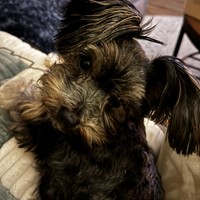 Lost Pet Image
