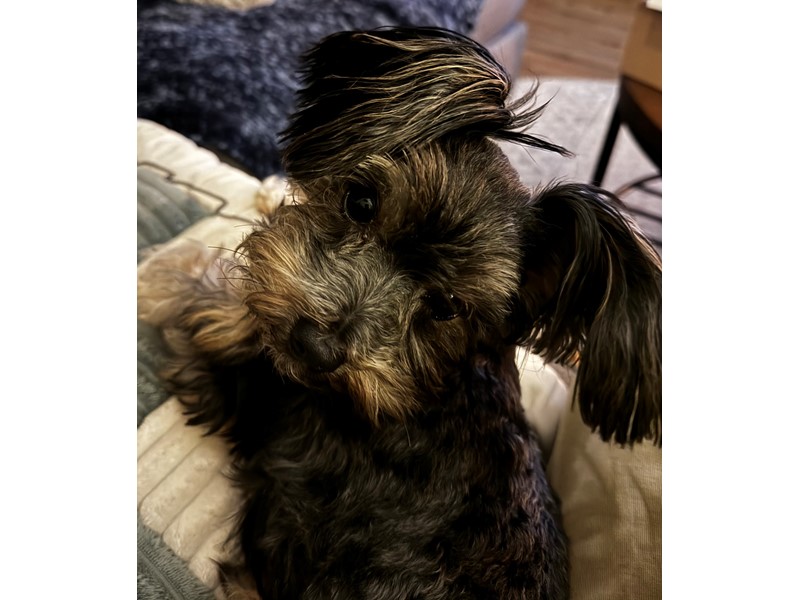 Pet Photo