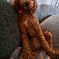 Lost Pet Image