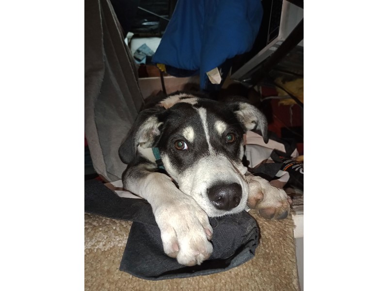 Pet Photo