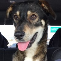 Lost Pet Image