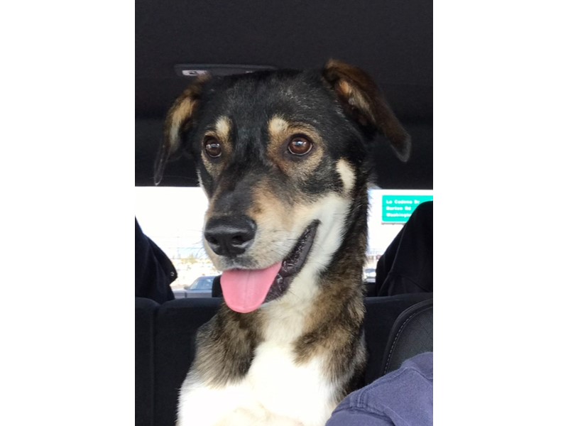 Pet Photo