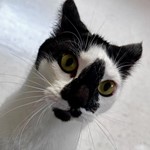 Clover, Domestic Short Hair, lost pet near Gardiner, ME