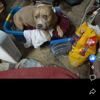 Lost Pet Image