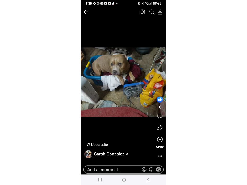 Pet Photo