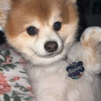 Lost Pet Image