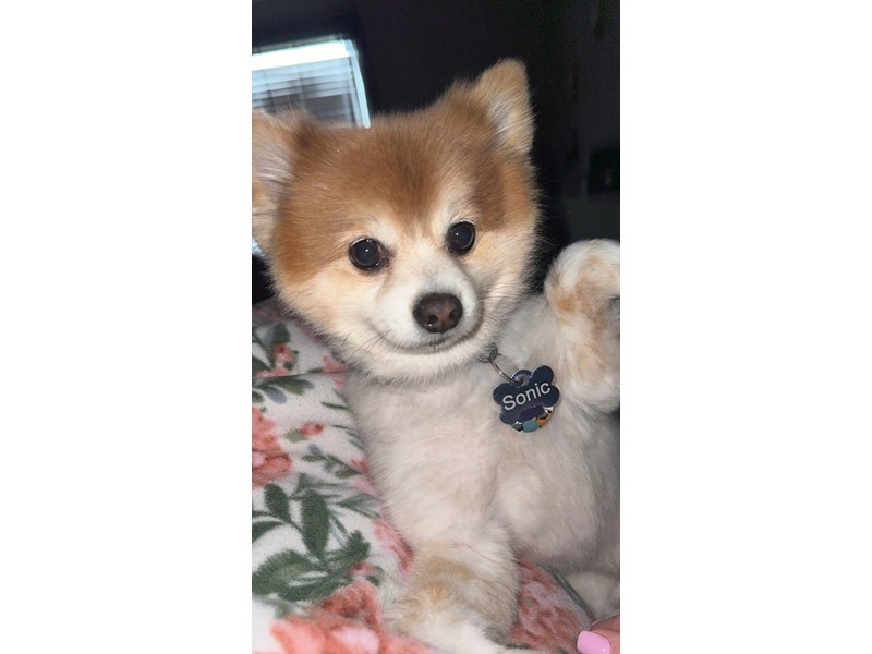Pet Photo