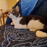 Lost Pet Image