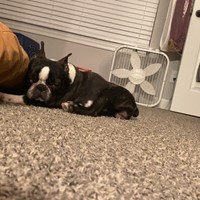 Lost Pet Image
