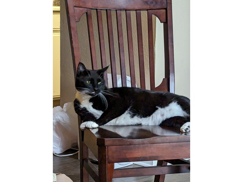 Pet Photo