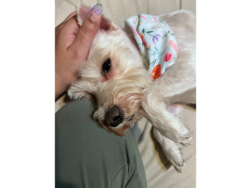 Pet Photo
