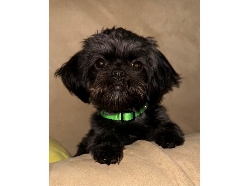Pet Photo