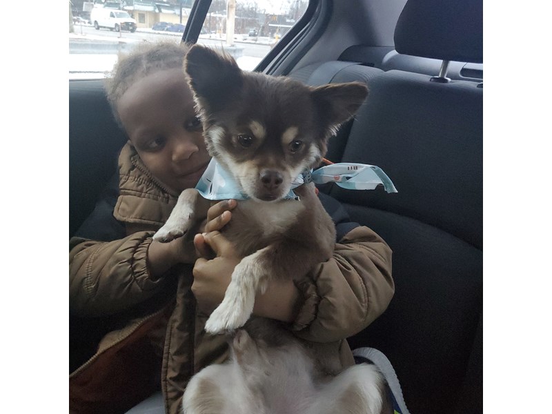 Pet Photo