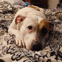 Lost Pet Image