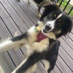 Skye, Miniature Australian Shepherd, lost pet near Sugar Land, TX