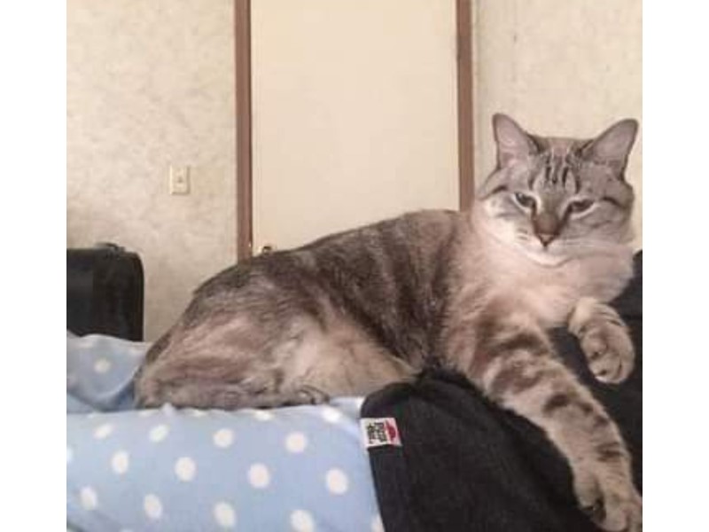 Pet Photo