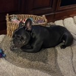 Ringo, French Bulldog, lost pet near Bishop, GA